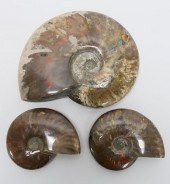 3 MADAGASCAR RAINBOW AMMONITE