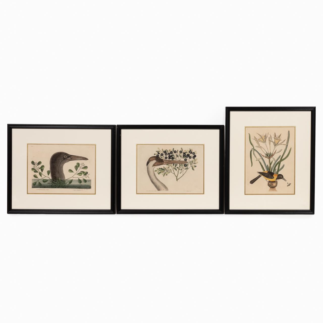 3 PC, MARK CATESBY HAND COLORED
