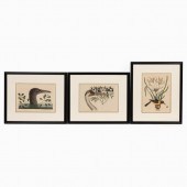 3 PC, MARK CATESBY HAND COLORE
