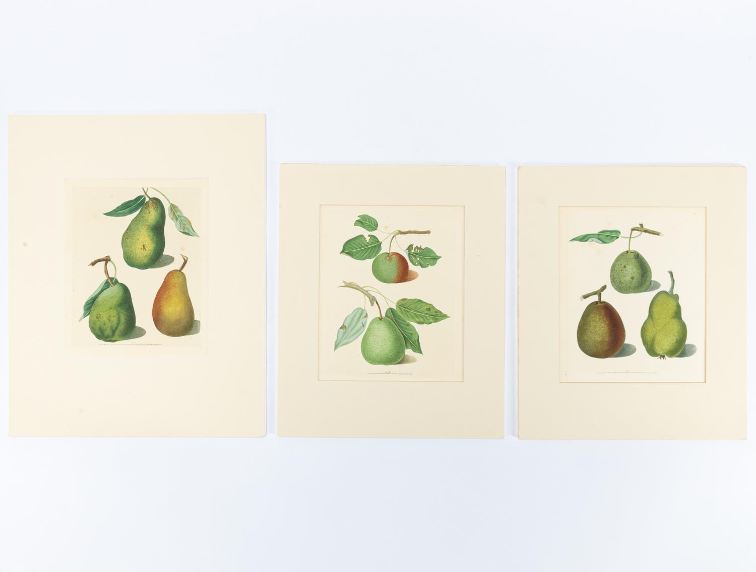 3 PCS, GEORGE BROOKSHAW PEAR