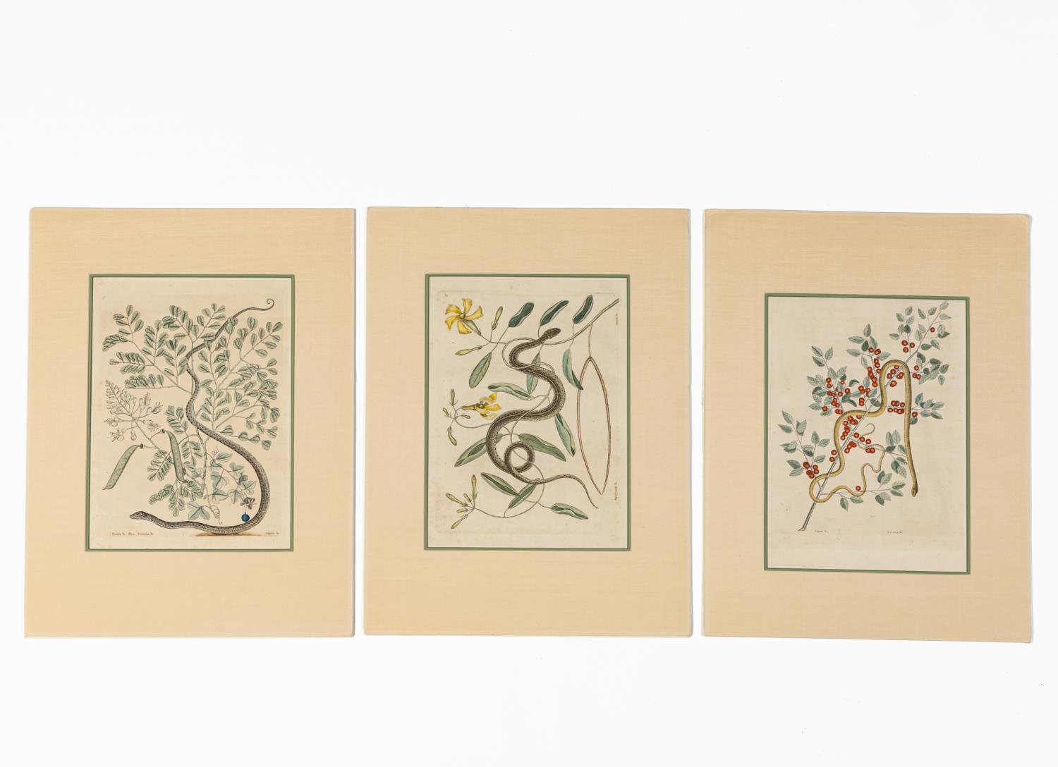 3 PCS, MARK CATESBY SNAKE HAND