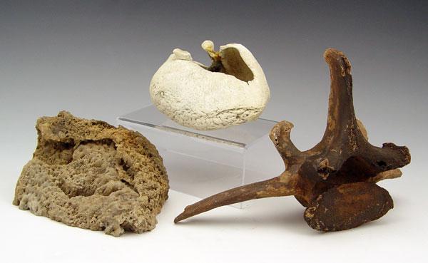 3 PIECE FOSSIL COLLECTION HORSE &