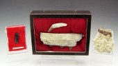 3 PIECE FOSSIL WHALE JAW, RHIN