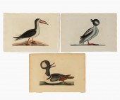 3 PIECES, MARK CATESBY SHOREBI