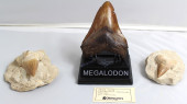 3 PIECES OF MEGALODON SHARK TO