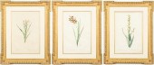 3 PIERRE-JOSEPH REDOUTE BOTANI