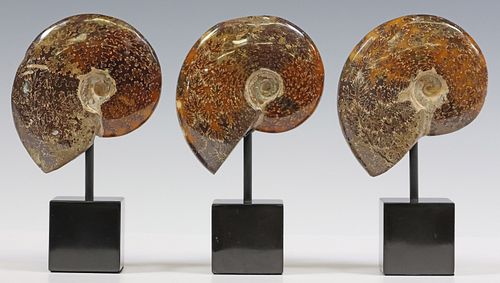 (3) POLISHED AMMNOITE FOSSIL
