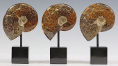 (3) POLISHED AMMNOITE FOSSIL S