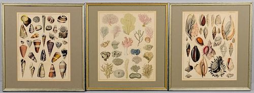 3 SEA SHELL AND CORAL PRINTSGroup