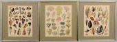 3 SEA SHELL AND CORAL PRINTSGr