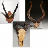 (3) SETS MOUNTED ANTELOPE / AN