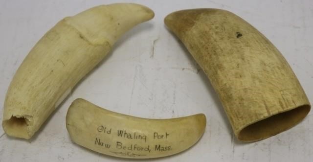 3 SPERM WHALE'S TEETH.  ONE IS 3