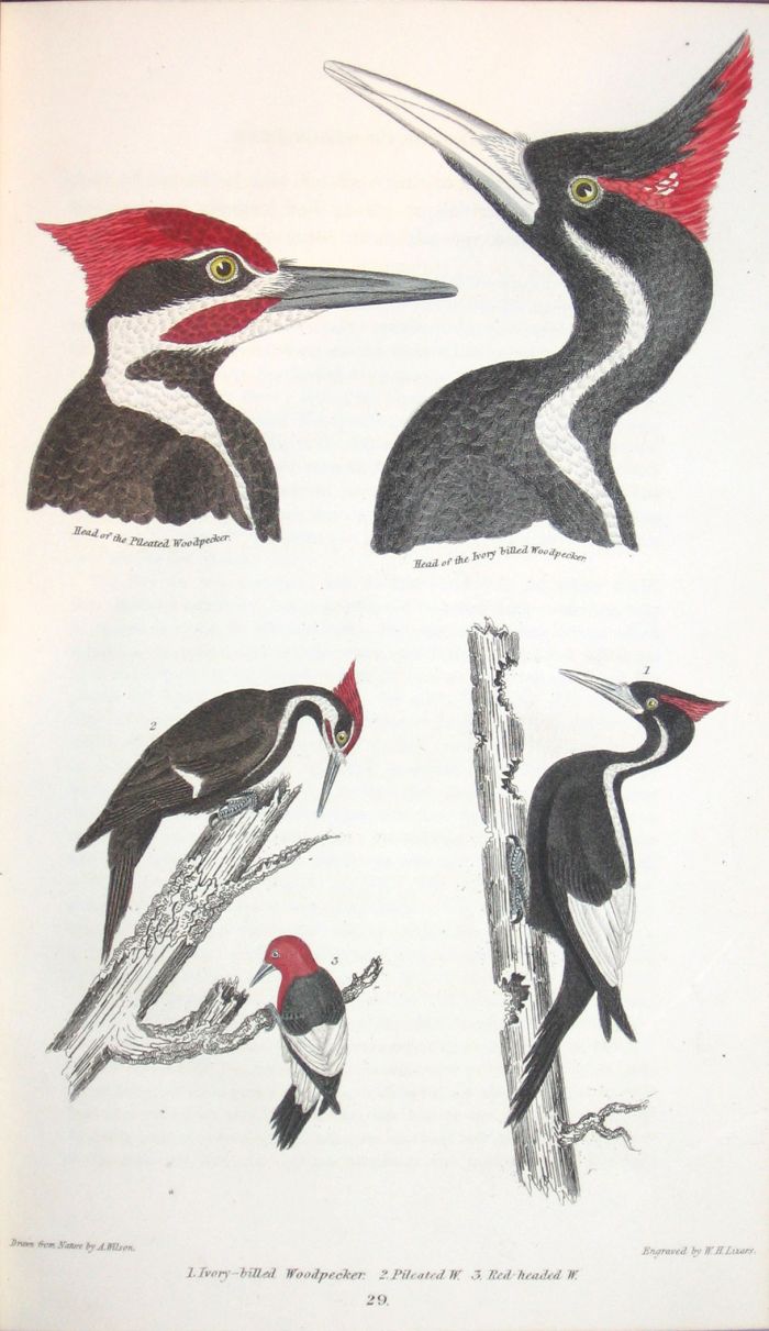 3 vols.   Wilson, Alexander;