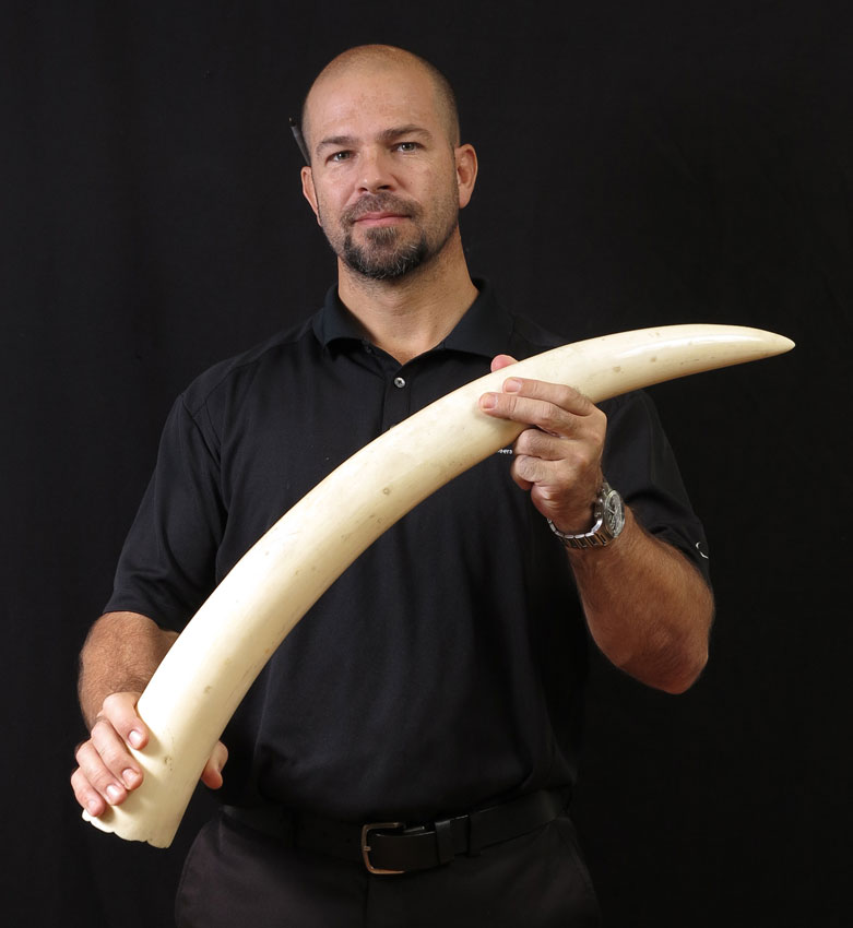 30'' IVORY TUSK: Whole tusk with no