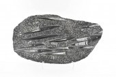350 MILLION YEAR OLD AMMONITE