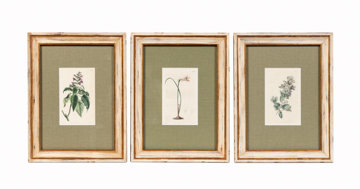 3PCS ENGLISH COLORED BOTANICAL