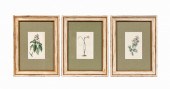 3PCS ENGLISH COLORED BOTANICAL
