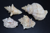 4 ASSORTED CONCH SEASHELLS, 3-