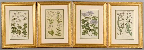 4 BOTANICAL ENGRAVINGS AFTER JOHN