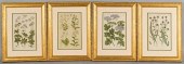 4 BOTANICAL ENGRAVINGS AFTER J