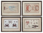 4 EARLY CRUSTACEAN ENGRAVINGS: