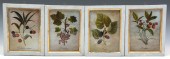 4 EARLY FLORENTINE BOTANICAL R
