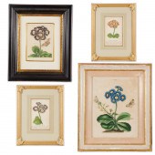 (4) ENGLISH BOTANICAL COLORED