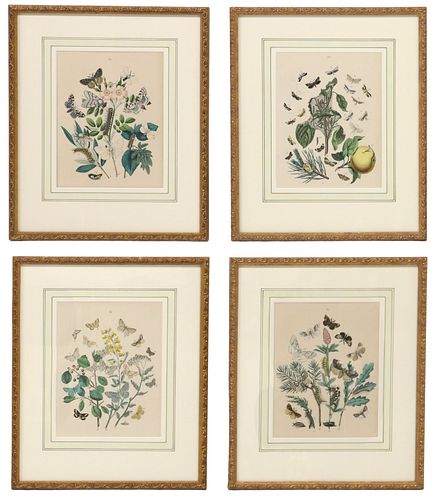 (4) FRAMED HAND-COLORED LITHOGRAPHS