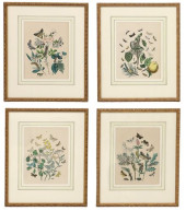 (4) FRAMED HAND-COLORED LITHOG