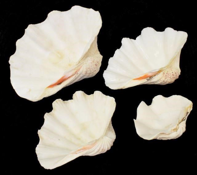 (4) GROUP OF NATURAL GRADUATED CLAM