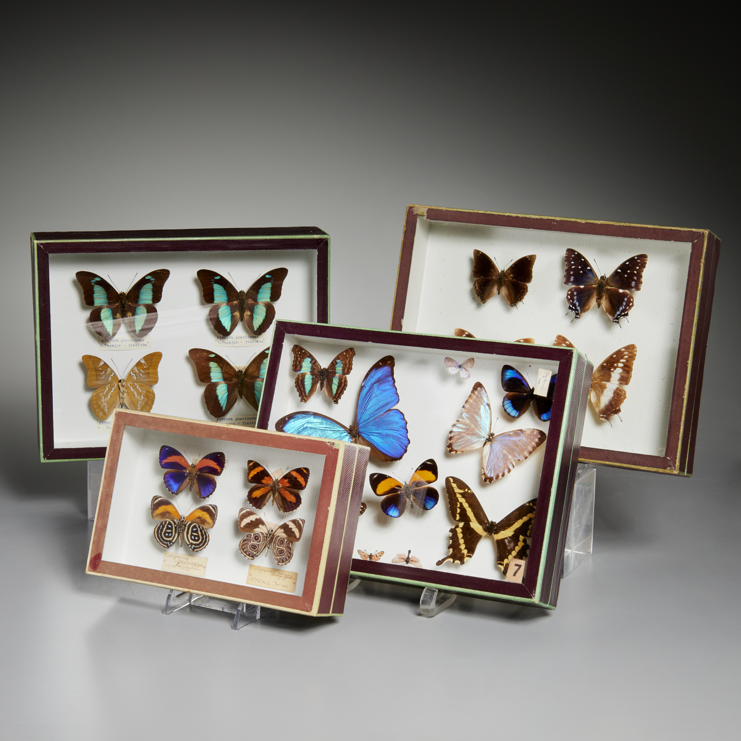 (4) MUSEUM BUTTERFLY SPECIMEN