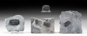 4 NORTH AMERICAN FOSSILIZED TR