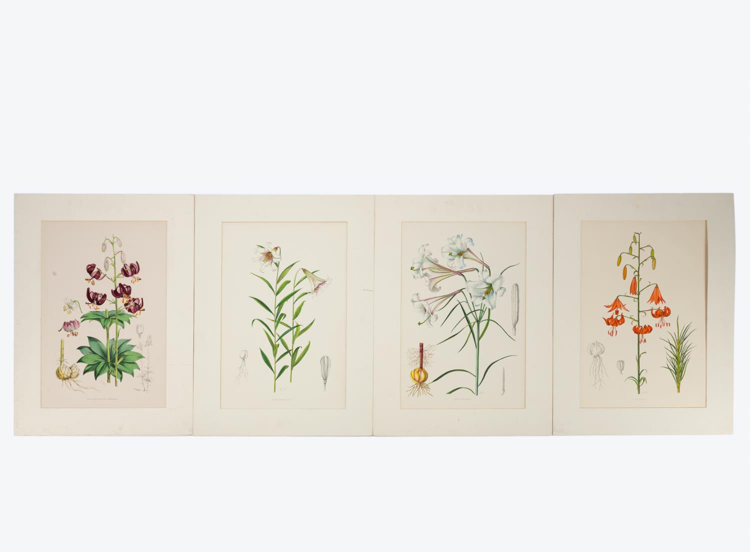 4 PCS, ELWES HAND COLORED LILY