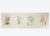 4 PCS, ELWES HAND COLORED LILY
