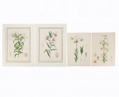 4 PCS, ELWES HAND COLORED LILY