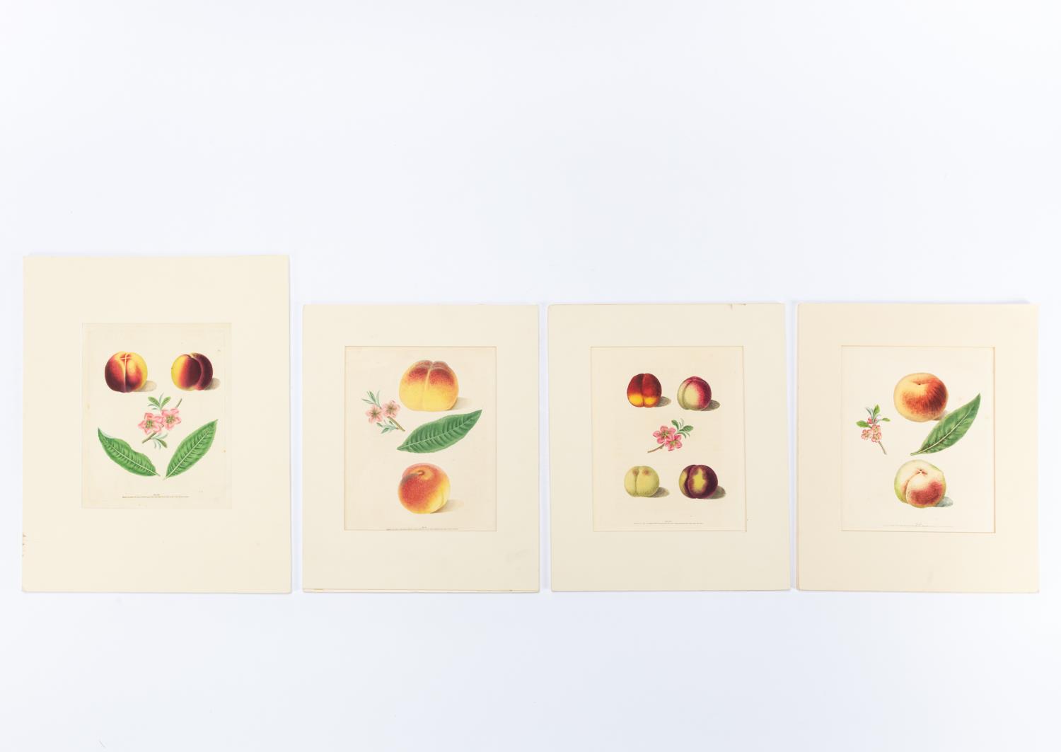 4 PCS, GEORGE BROOKSHAW PEACH