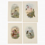 4 PCS, JOHN GOULD HUMMINGBIRD