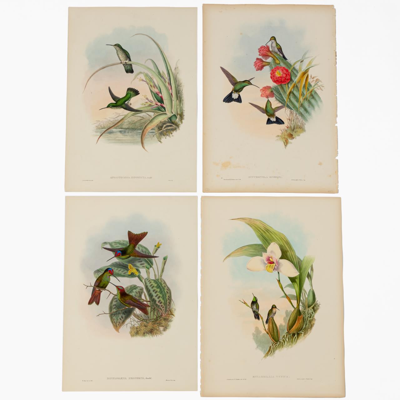4 PCS, JOHN GOULD HUMMINGBIRD