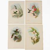 4 PCS, JOHN GOULD HUMMINGBIRD
