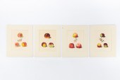 4 PCS, PEACH ENGRAVINGS, GEORG