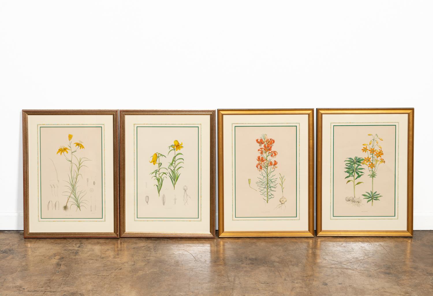 4 PIECES, ELWES LILY ENGRAVINGS,