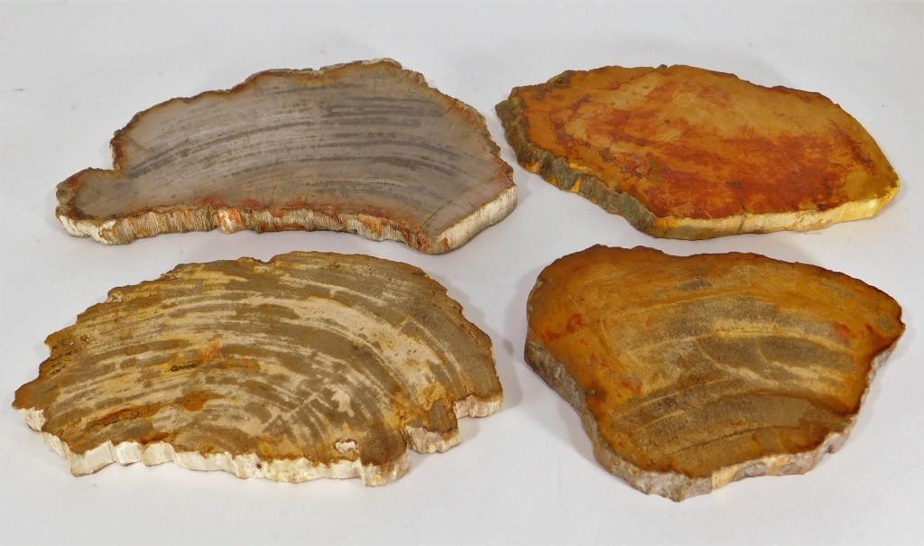 4 POLISHED PETRIFIED WOOD FOSSIL