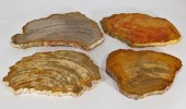 4 POLISHED PETRIFIED WOOD FOSS