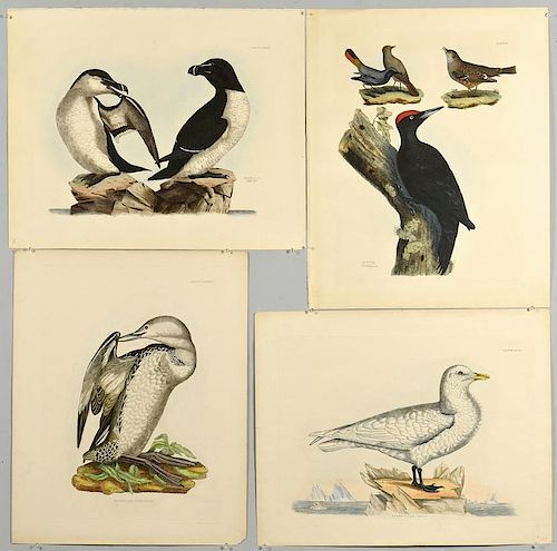 4 SELBY BIRD PRINTSFour (4)