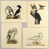 4 SELBY BIRD PRINTSFour (4) Pr