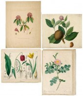 40 assorted botanical prints: