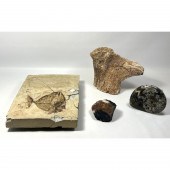 4pc Rock Mineral Fossil Specim