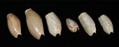 5 AFRICAN VOLUTE SHELLS SENEGA