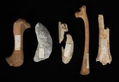 5 BISON FOSSILS NATURAL SPECIM