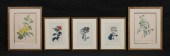 5 BOTANICAL PRINTS & ENGRAVING